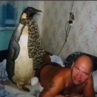 пингвин