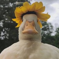 Пердедус