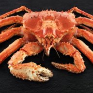 Крабик Королевский