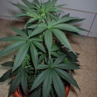 _Ganjubas_